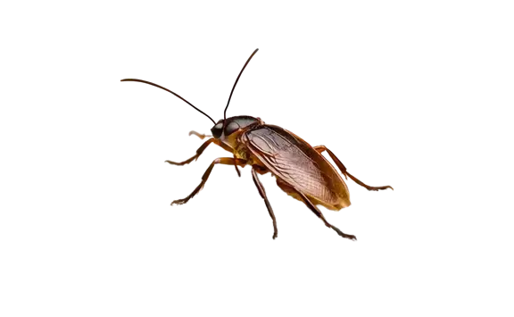 Cockroach exterminator Fogel pest control