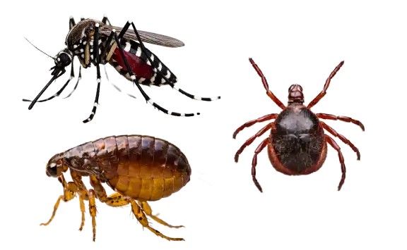 Mosquito flea tick removal Fogle Pest Control carroll county md