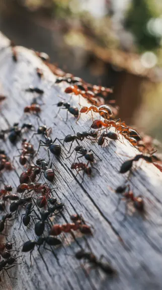 ants exterminator pest control