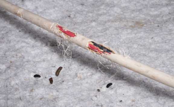 attic insulation and chewed wires mice rat pest control