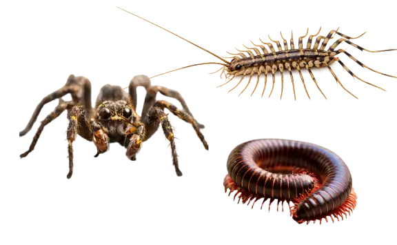 general pest control spiders centripedes milipedes Fogle pest solutions