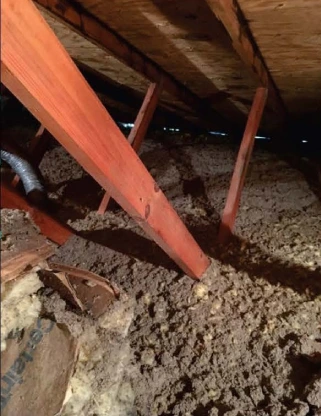 mice infestation in attic before photo - Contaminated insulation