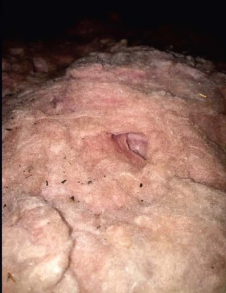 mice infestation in attic before photo - nesting areas in insulation