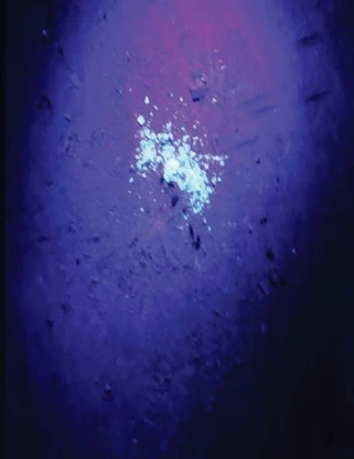 mice infestation in attic before photo - urine and feces mice in attic