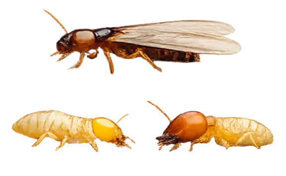 termite exterminator - 3 stages of