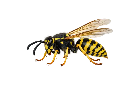 wasp bee treatment exterminator Fogle Pest Control
